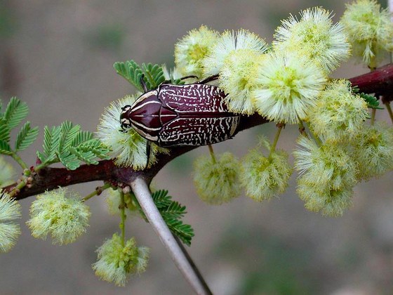 Flower beetles Rhabdotis fortii on Acacia-tree - Cetoniino del genere Rhabdotis fortii su Acacia