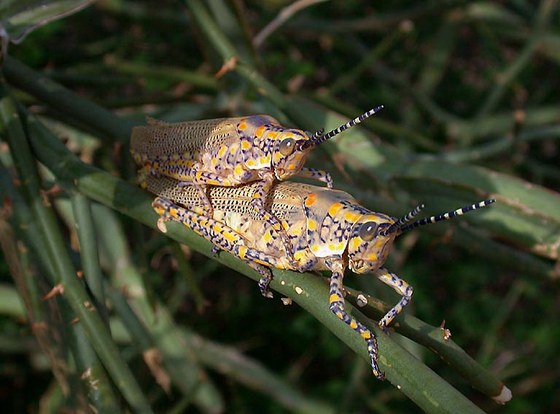 Grasshoper pair - Coppia di cavallette