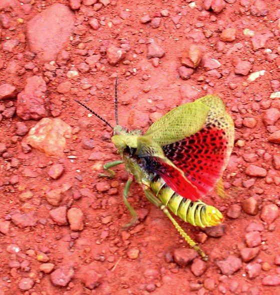 Grasshopper - Ortottero