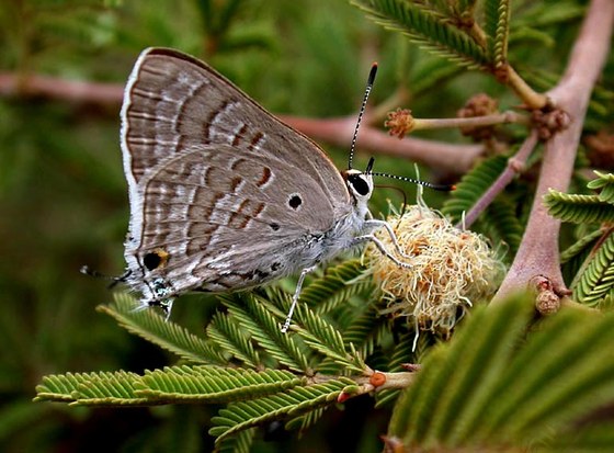 Lepidottero Lycaenidae