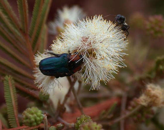 Leucocelis sp. on Acacia-tree - Leucocelis sp. su Acacia