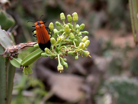 Lycid beetle - Coleottero Licide