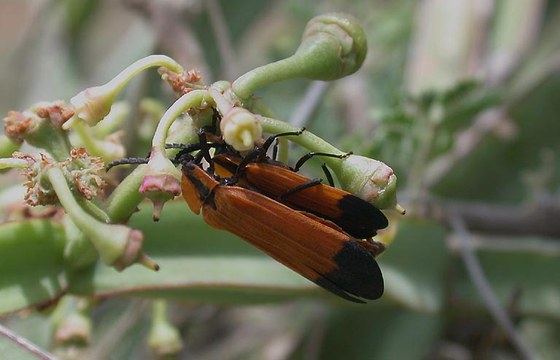 Lycid beetles - Coleotteri Lycidi