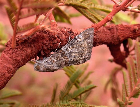 Moth - Lepidottero notturno
