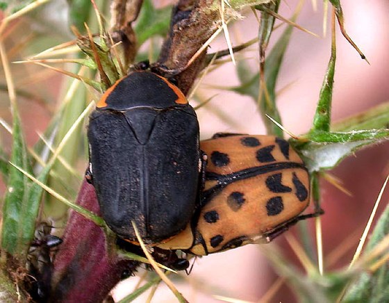 Pachnoda crassa and Pachnoda crassa fairmairei