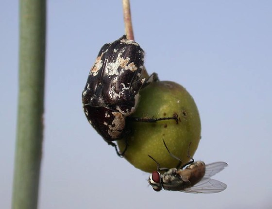 Xeloma pilicollis