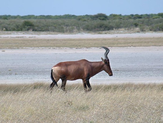 Alcelafo (Alcelaphus buselaphus)