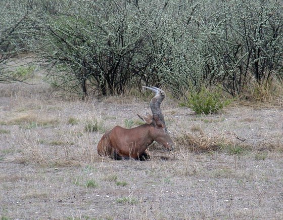Alcelafo (Alcelaphus buselaphus)