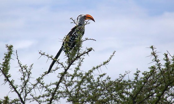 Bucero - Hornbill