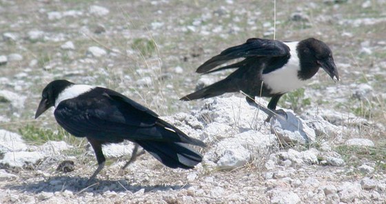 Corvo - Pied crow
