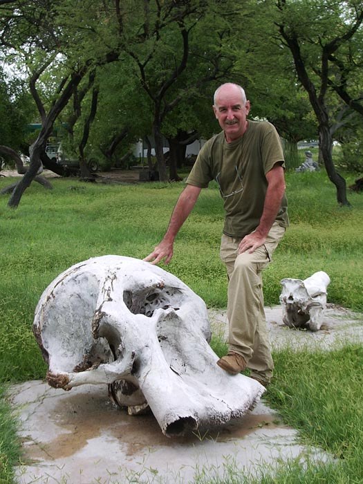 Cranio di elefante - Elephant skull