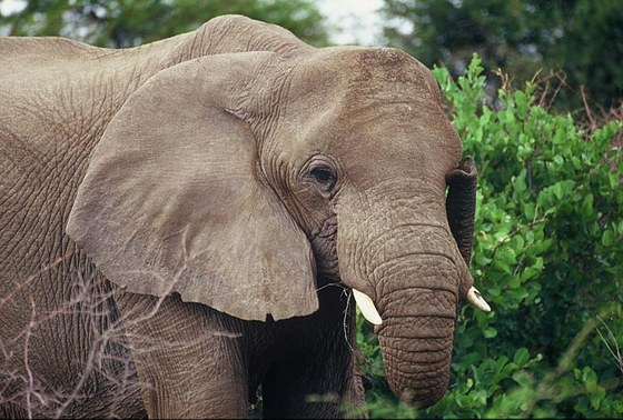 Elefante africano