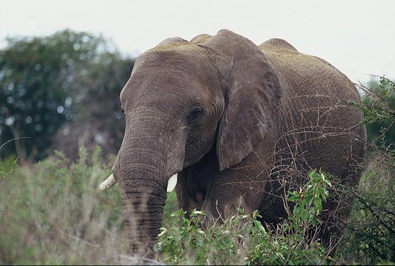 Elefante africano