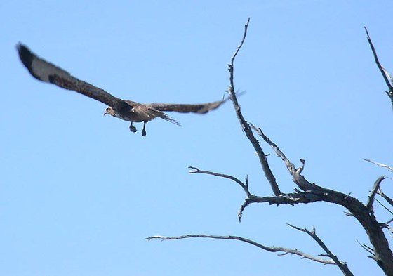 Falco - Hawk