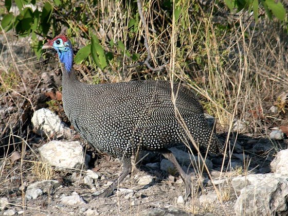 Faraona - Helmeted guineafowl