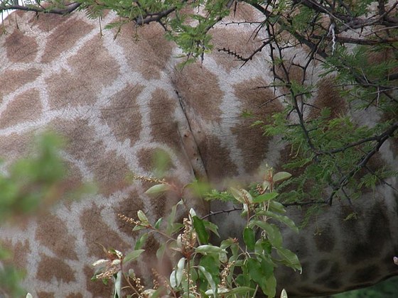 Giraffa (Giraffa camelopardalis angolensis)