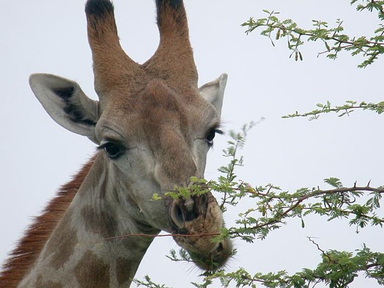Giraffa (Giraffa camelopardalis angolensis)