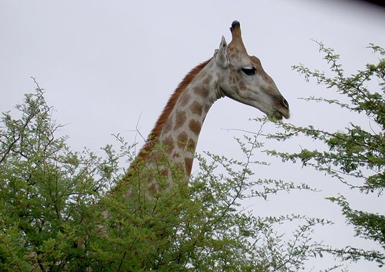 Giraffa (Giraffa camelopardalis angolensis)