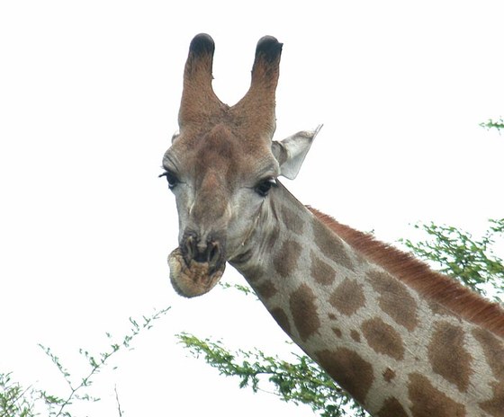 Giraffa (Giraffa camelopardalis angolensis)
