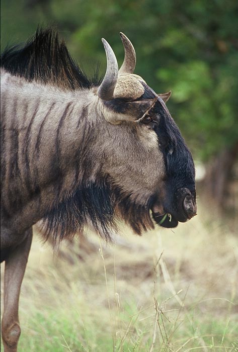 Gnu striato (Connochaetes taurinus)