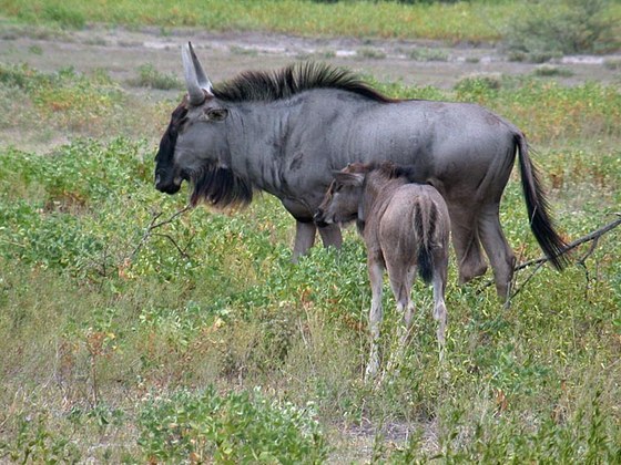 Gnu striato (Connochaetes taurinus)