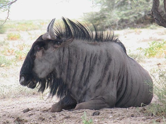 Gnu striato (Connochaetes taurinus)