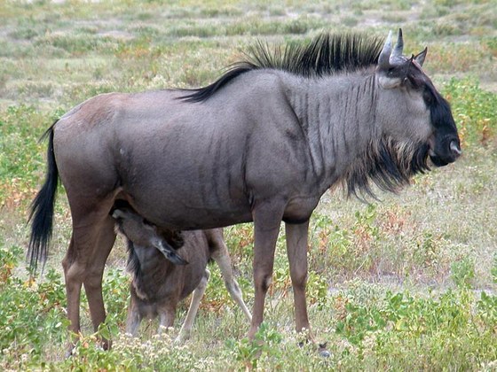 Gnu striato (Connochaetes taurinus)