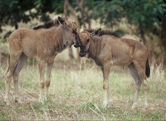 Gnu striato (Connochaetes taurinus)