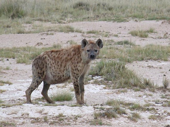 Iena maculata (Crocuta crocuta) - Spotted hyaena