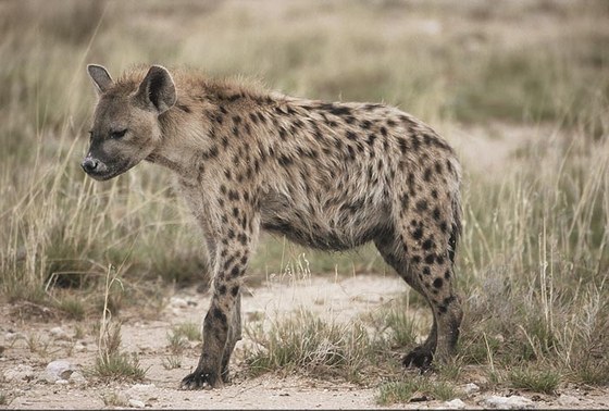 Iena maculata (Crocuta crocuta) - Spotted hyaena