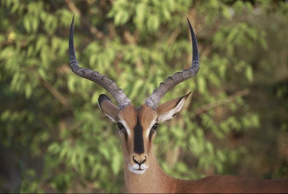 Impala dal muso nero (Aepyceros melampus petersi) - Blackfaced impala