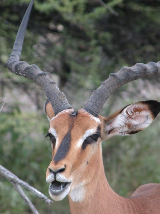 Impala dal muso nero (Aepyceros melampus petersi) - Blackfaced impala