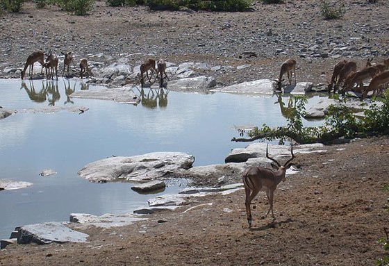Impala dal muso nero (Aepyceros melampus petersi) - Blackfaced impala