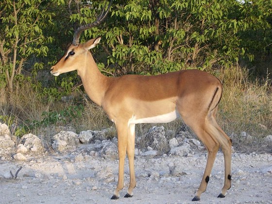 Impala dal muso nero (Aepyceros melampus petersi) - Blackfaced impala