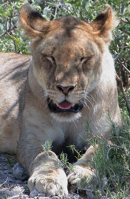 Leone africano (Panthera leo) - African lion