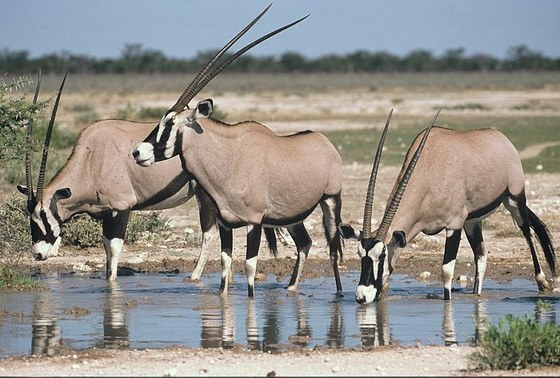 Orice (Orix gazella) - Gemsbok