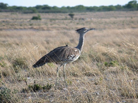 Otarda (Otis tarda) - Kori bustard
