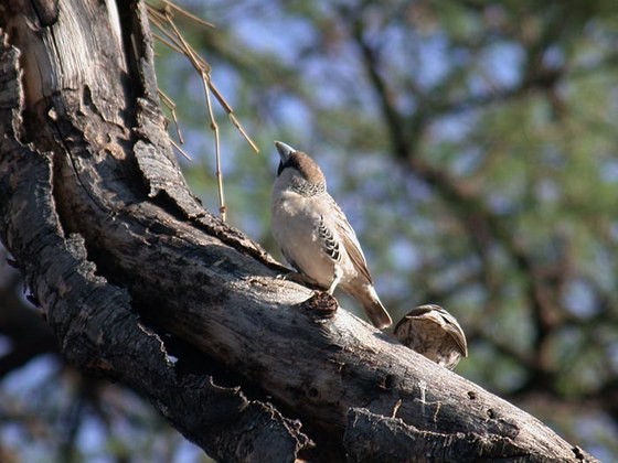 Passero repubblicano - Republican sparrow nest