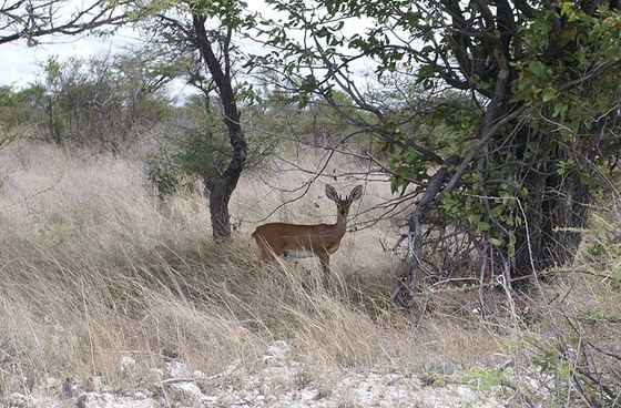 Raficero campestre (Raphicerus campestris) - Steenbok