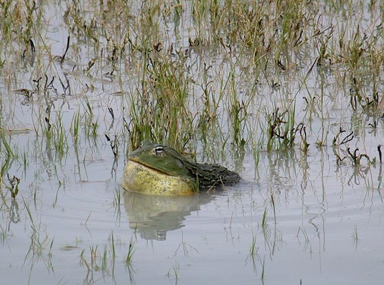 Rana toro africana (Pyxicephalus adspersus) - Giant bullfrog