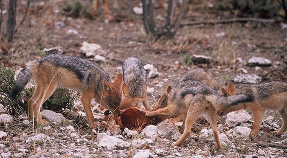 Sciacallo dalla gualdrappa (Canis mesomelas) - Blackbacked jackal