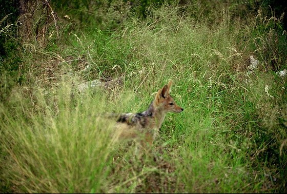Sciacallo dalla gualdrappa (Canis mesomelas) - Blackbacked jackal