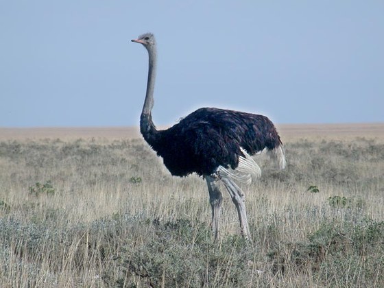 Struzzo (Struthio camelus) - Ostrich
