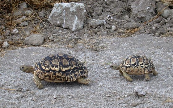 Testuggine - Tortoise