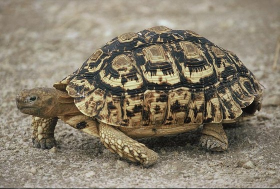 Testuggine - Tortoise