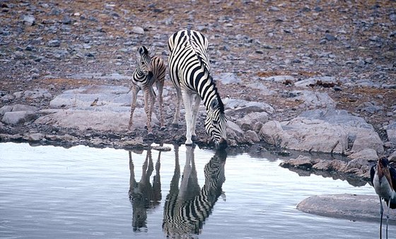 Zebra comune (Equus burchelli) - Burchell's zebra