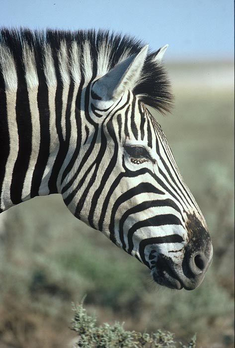Zebra comune (Equus burchelli) - Burchell's zebra