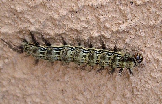 Bruco di farfalla notturna - Moth caterpillar