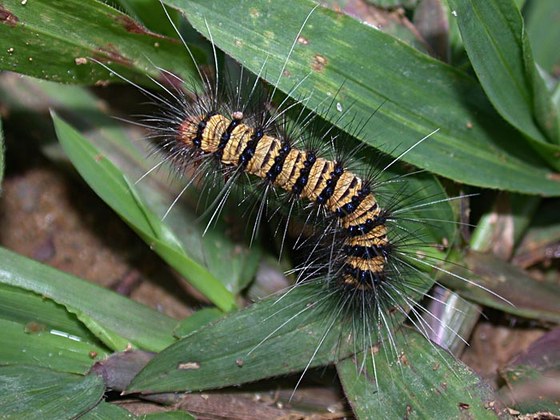 Bruco di farfalla notturna - Moth caterpillar