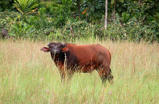 Bufalo di foresta "Syncerus caffer nanus" - Forest buffalo "Syncerus caffer nanus"